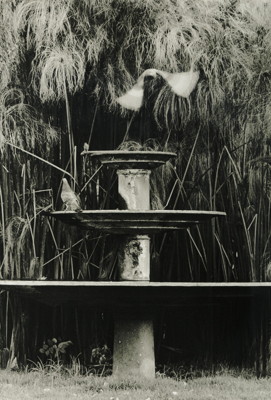 Bird on a fountain